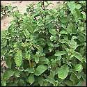 Achyranthes bidentata Achyranthes bidentata